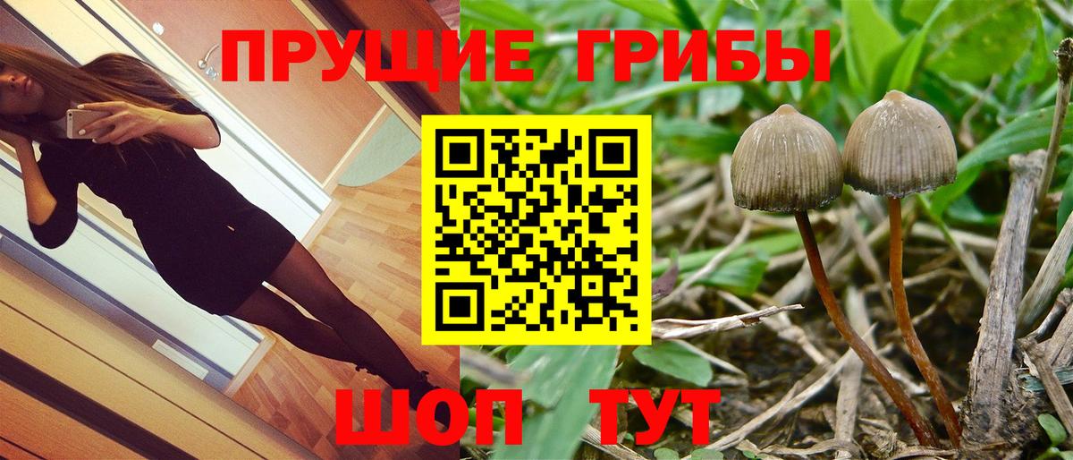 Щёкино  Псилоцибиновые грибы мицелий  Вход с VPN  Галлюциногенные грибы GOLDEN TEACHER 